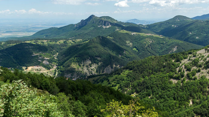 Короядите от природен парк Витоша са напълно изчезнали и гората