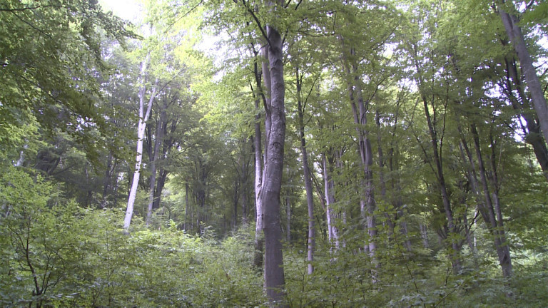 България е лидер по защитата на вековни гори в цяла Европа