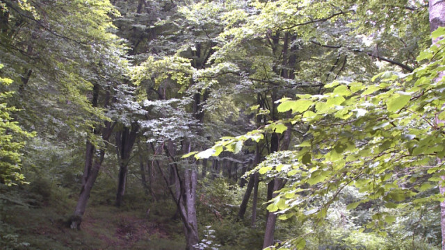 България е лидер по защитата на вековни гори в Европа Европейската
