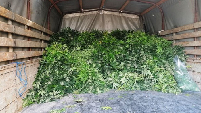 Разбиха модерна наркооранжерия със собствена електроцентрала