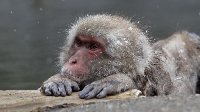 Маймуни, заразени с коронавируса имат краткосрочен имунитет