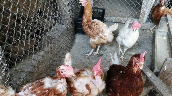 Асеновград ще осигури площадка за загробване на убитите птици, заболели от Инфлуенца