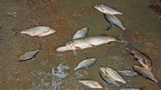 Няма данни, че химическо замърсяване е причинило измирането на риба в река Янтра