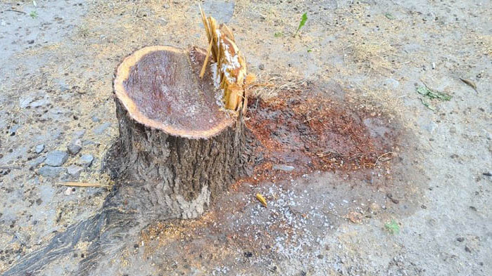Отрязаха дърво без разрешително и посолиха дънера му (Обновена ) (СНИМКИ+ВИДЕО)
