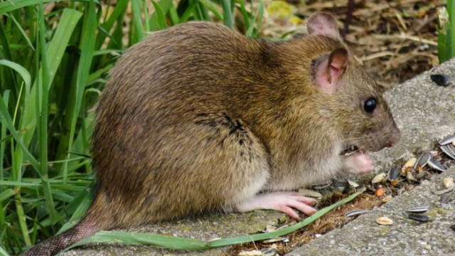 За нова тревожна зараза алармират в Китай – бубонна чума