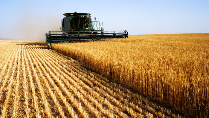 Четири пъти по–малък е добивът на пшеница тази година