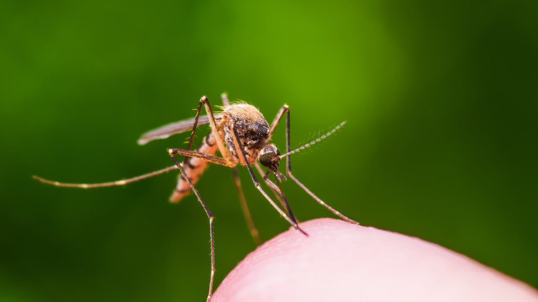 Варненци се жалват, че са тормозени от комари