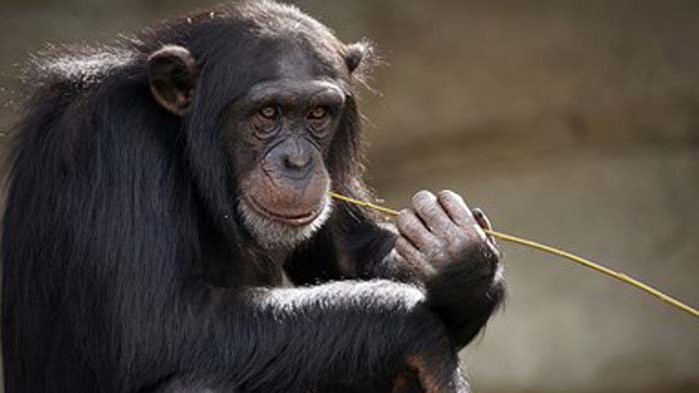 Тайланд тества ваксина срещу COVID-19 върху маймуни
