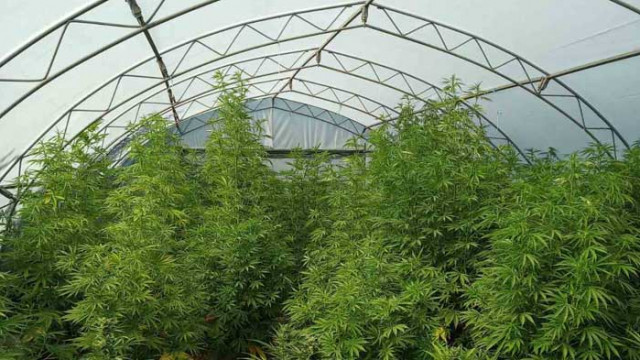Голяма оранжерия с коноп отркиха във варнеското село Водица