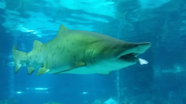 Изграждат най-големите аквариуми за акули у нас в Природонаучния в Пловдив