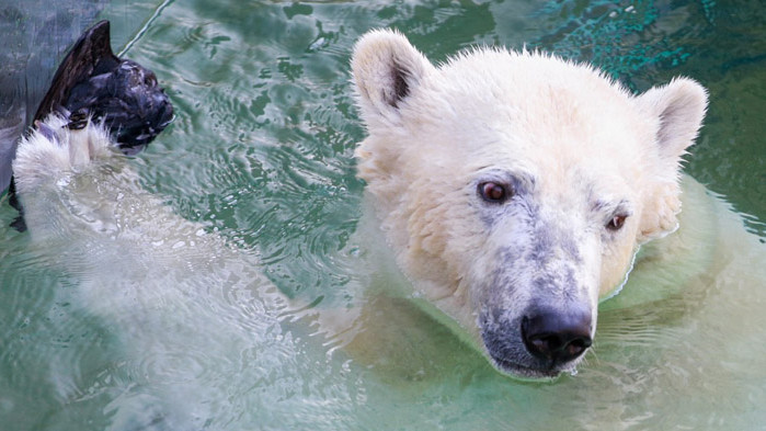 Белите мечки са застрашени от изчезване