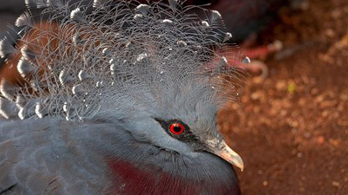 Учени откриха изчезнал вид гигантски гълъб в архипелага Тонга