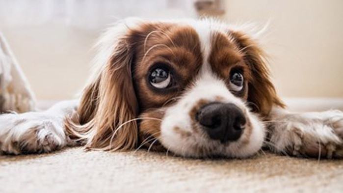 Учени: Кучетата могат да надушват коронавируса