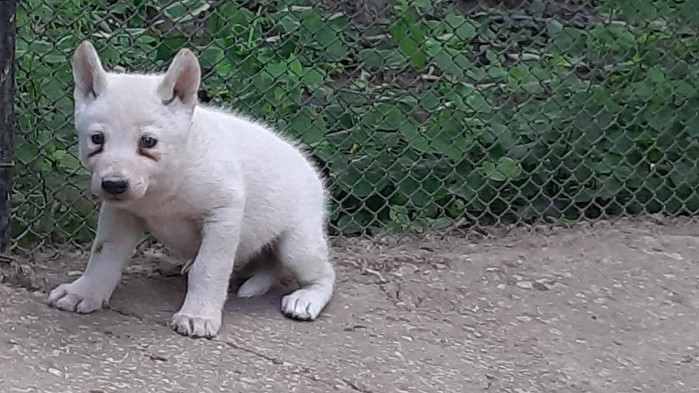 Зоопаркът във Варна отчита бум на бели бебета