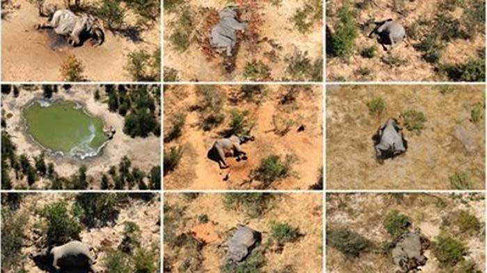 Слоновете в Ботсвана вероятно са измрели от естествени токсини