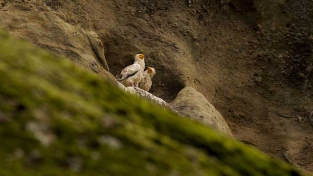 За пръв път от 13 години нова двойка египетски лешояди гнезди в Северна България