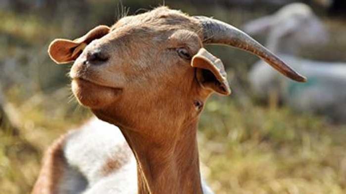 В Индия арестуваха коза, защото се разхождала без маска