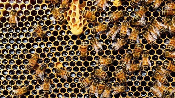 Кредити за над 500 000 лева получиха пчеларите