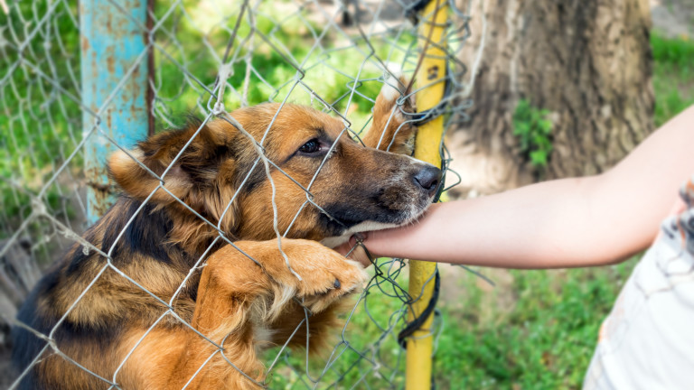 637 кучета от приюти са осиновени от началото на годината
