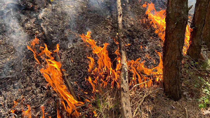Стотици горски служители са на първа линия в борбата с огнената стихия