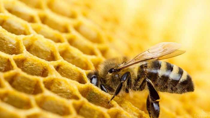 Масов мор на пчели и слаба медоносна година отчитат пчелари